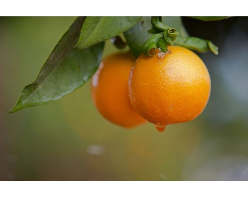 美国新奇士橙子“天天果园”在线限时促销活动强势来袭